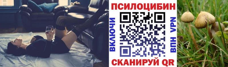 закладки  Пошехонье  Псилоцибиновые грибы Cubensis 